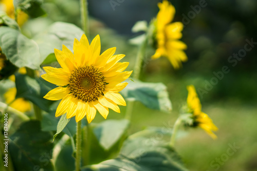 sun flower in garden © songdech17