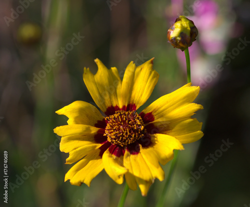Coreopsis lanceolata 'Sterntaler'
