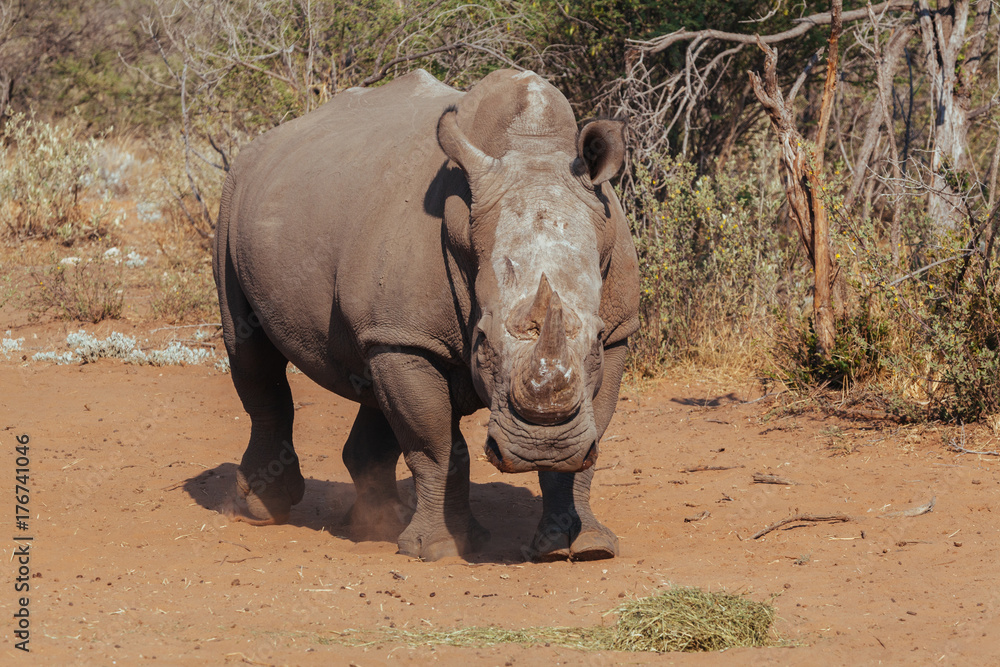 Fototapeta premium White Rhinoceros