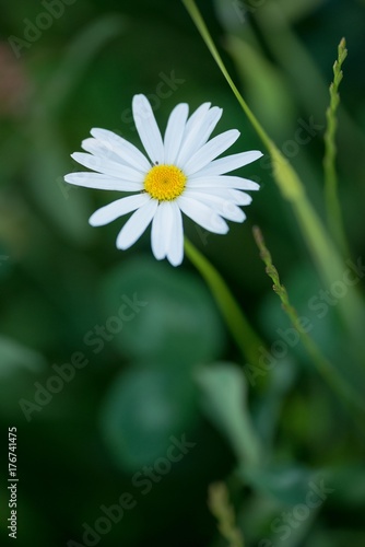 daisy flower