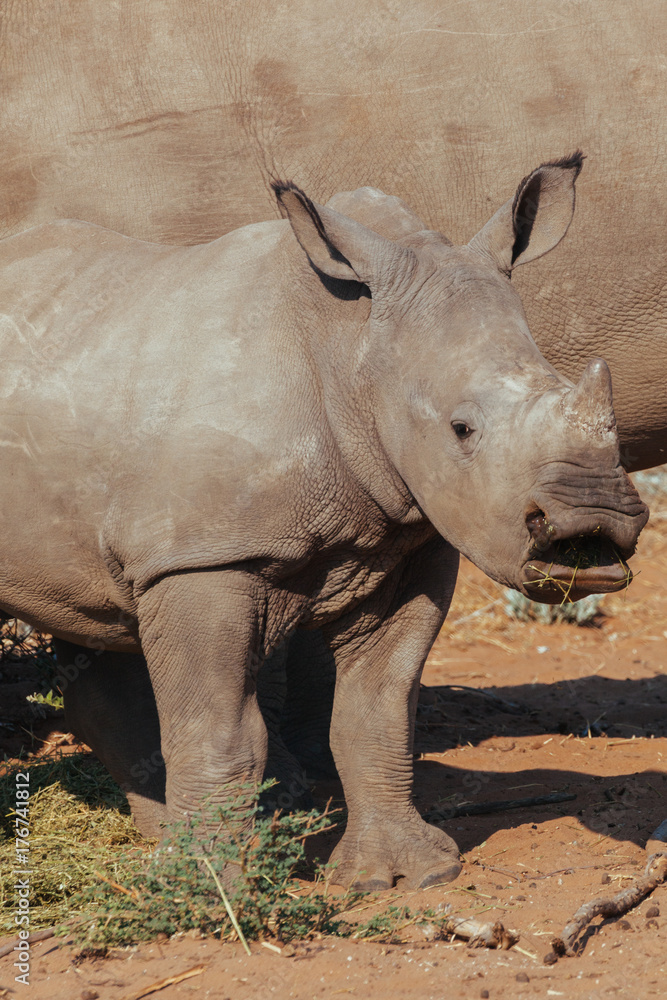 Fototapeta premium White Rhinoceros