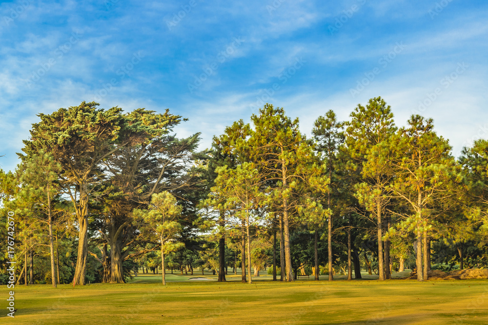 Fototapeta premium Big Trees at Park, Montevideo, Uruguay