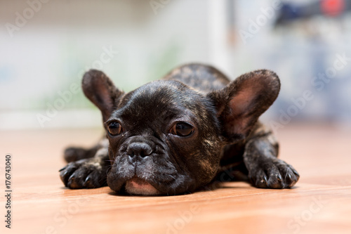 puppy of a French bulldog at the age of 4 months lies on the floor © fast_9