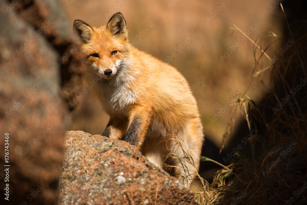 young red Fox in the wild