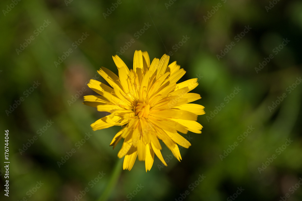 yellow flower close up yellow flower close up
