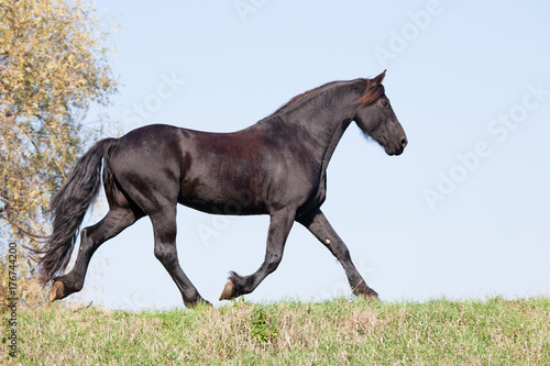 Nice friesian horse running on meadow