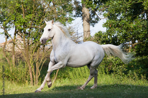 Nice white horse running