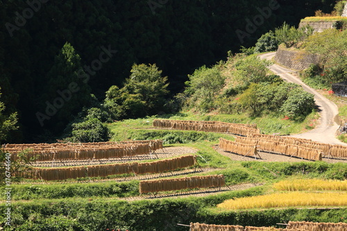 terraced paddy field