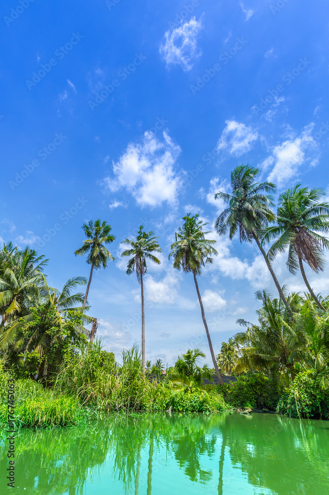Coconut palm trees with blue sky by the river in Thailand