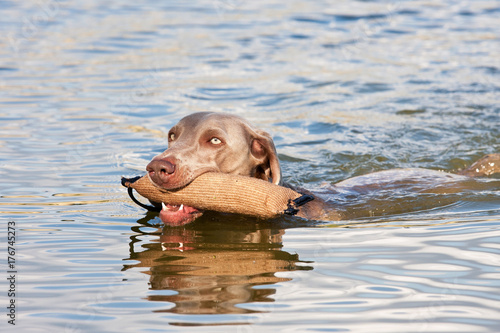 Weimaraner dog swimming with a stick