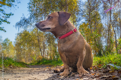 Obraz na płótnie Dackel Dog Lucky