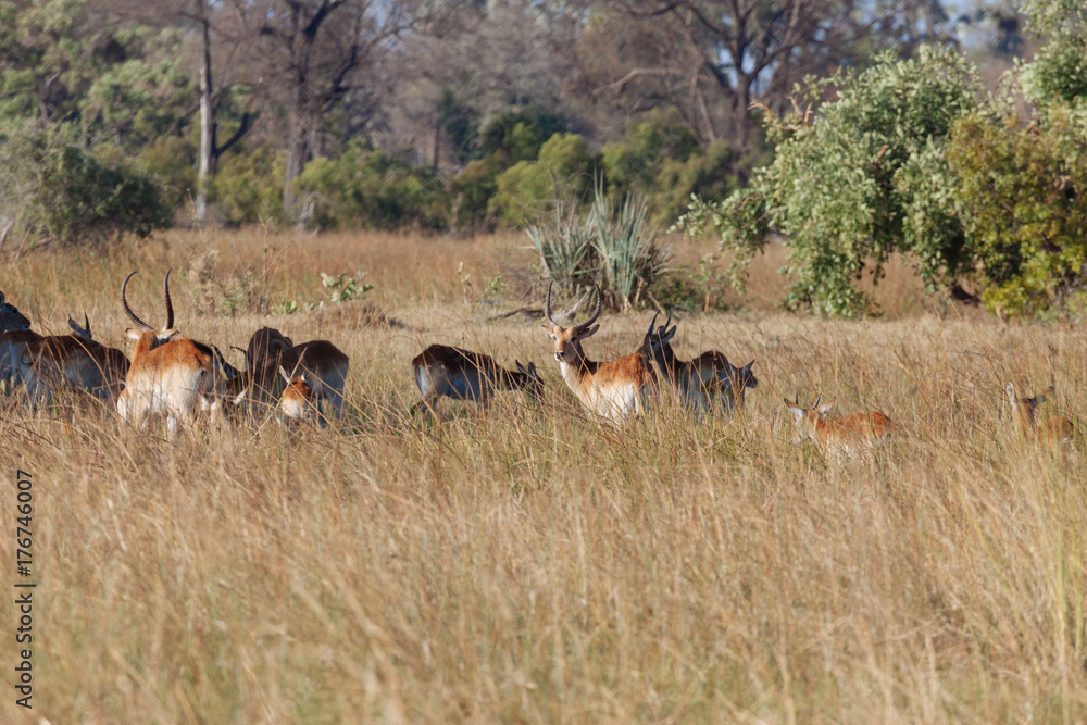 Naklejka premium Springbok