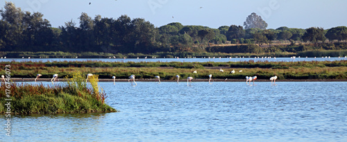 Marisma del Rocio, Doñana