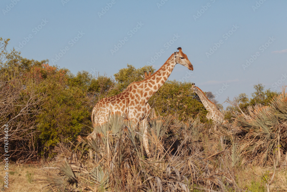 Fototapeta premium Giraffe