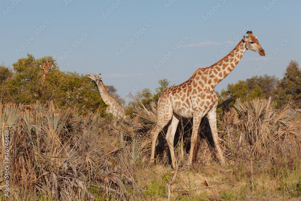 Obraz premium Giraffe