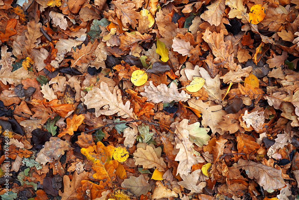 background of autumn colored leaves