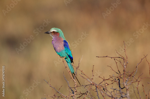 Lilac breasted roller bird in Botswana