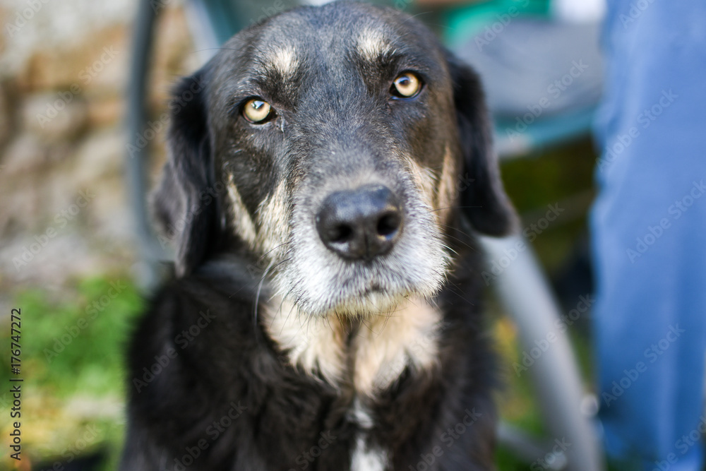 Dog lovely highly sensible and concentrated Dog lovely highly sensible and concentrated
