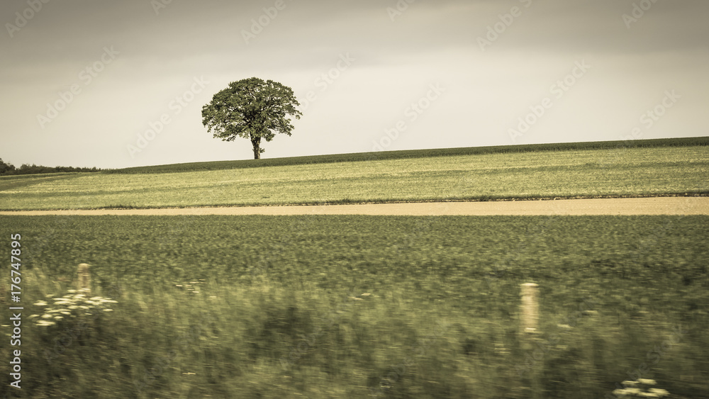 Fototapeta premium On the way to. A trip along meadows and fields. Tree in the background. Blur in the foreground. Reality of movement.