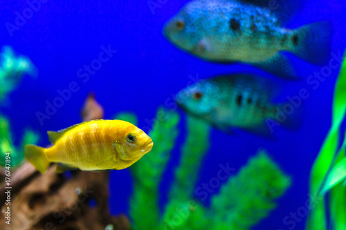 Yellow fish on coral reef fish keeping blue water background © Angelov