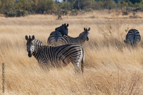 Zebra