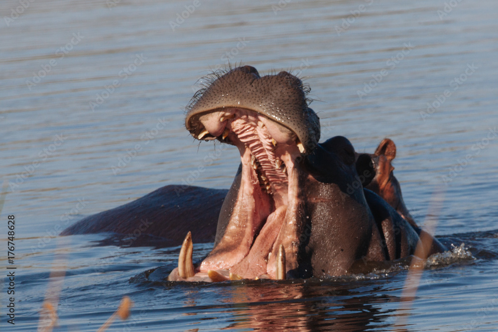 Fototapeta premium Hippopotamus in the Okavango river 