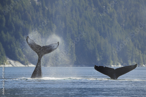 Humpback whales flipping their flukes in the fjords of Great Bear Rain Forest British Columbia