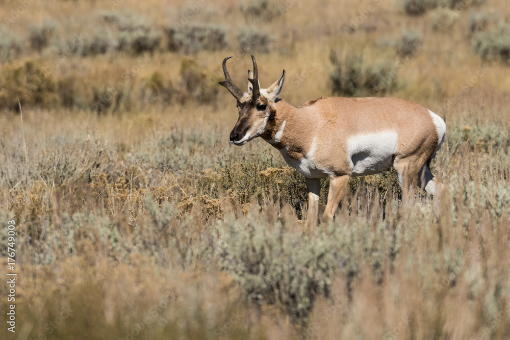 Naklejka premium Pronghorn Antelope Buck in Fall