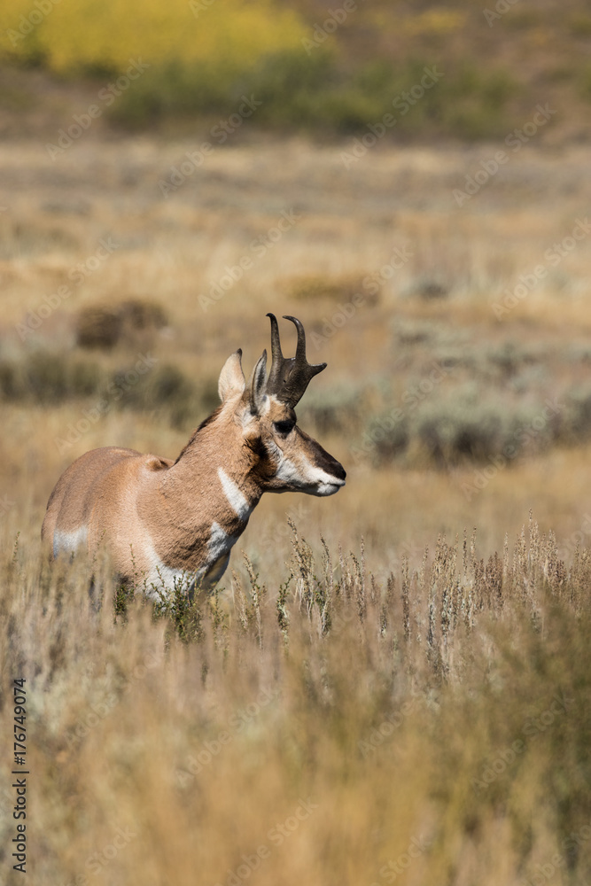 Fototapeta premium Pronghorn Antelope Buck in Fall