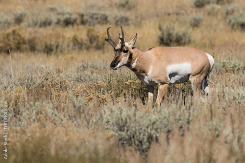 Pronghorn Antelope Buck in Fall