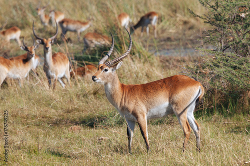 Red lechwe antelope in Botswana