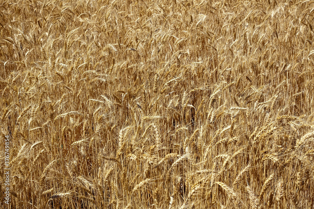 Ripe Wheat Field Palouse Washington State Ripe Wheat Field Palouse Washington State