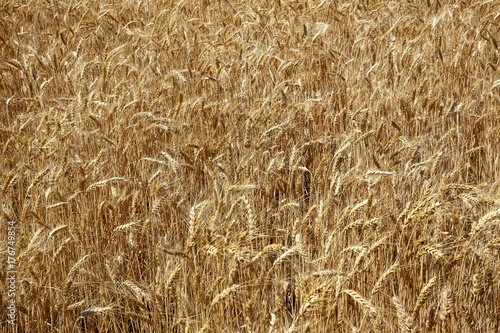 Ripe Wheat Field Palouse Washington State