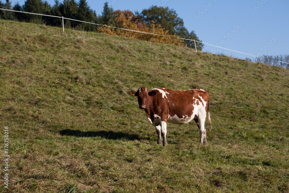 brown white cow