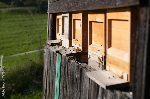 beekeeping  © Marcel Rudolf