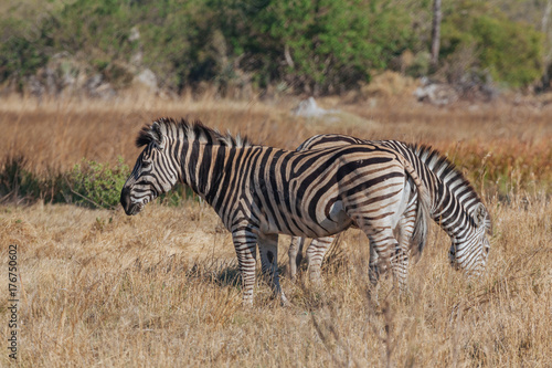 Zebra