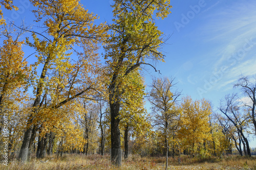 Fall colours in the park