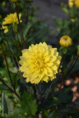 Dahlia jaune au jardin en été