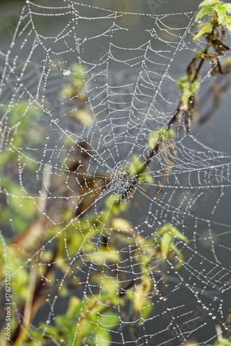 dew drops on spider web, close up