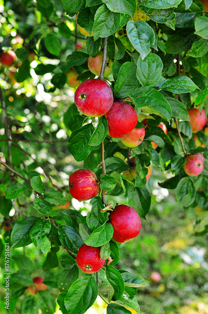 Juicy apple hanging on a green branch. A ripe apple. Apple with water droplets.