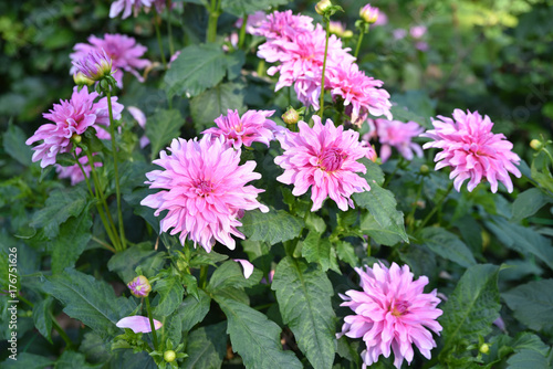 Fototapeta Naklejka Na Ścianę i Meble -  Dahlia rose au jardin en été