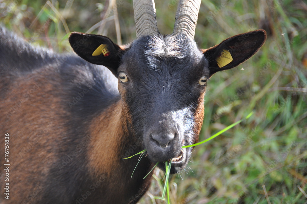 Fototapeta premium Ziege