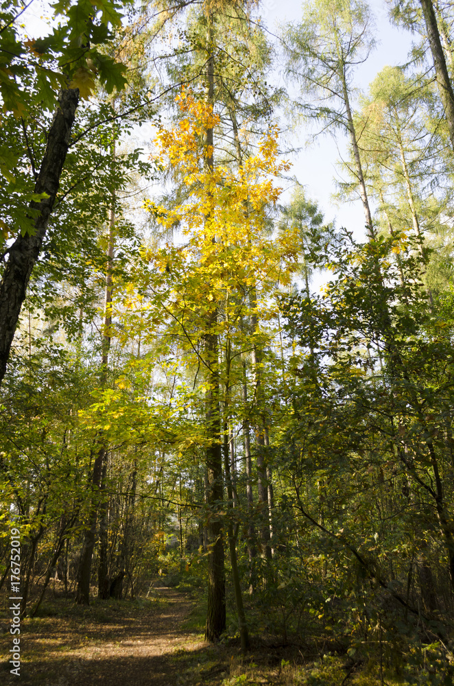Obraz premium Trail with autumn leaves in a forest near Berlin, Germany
