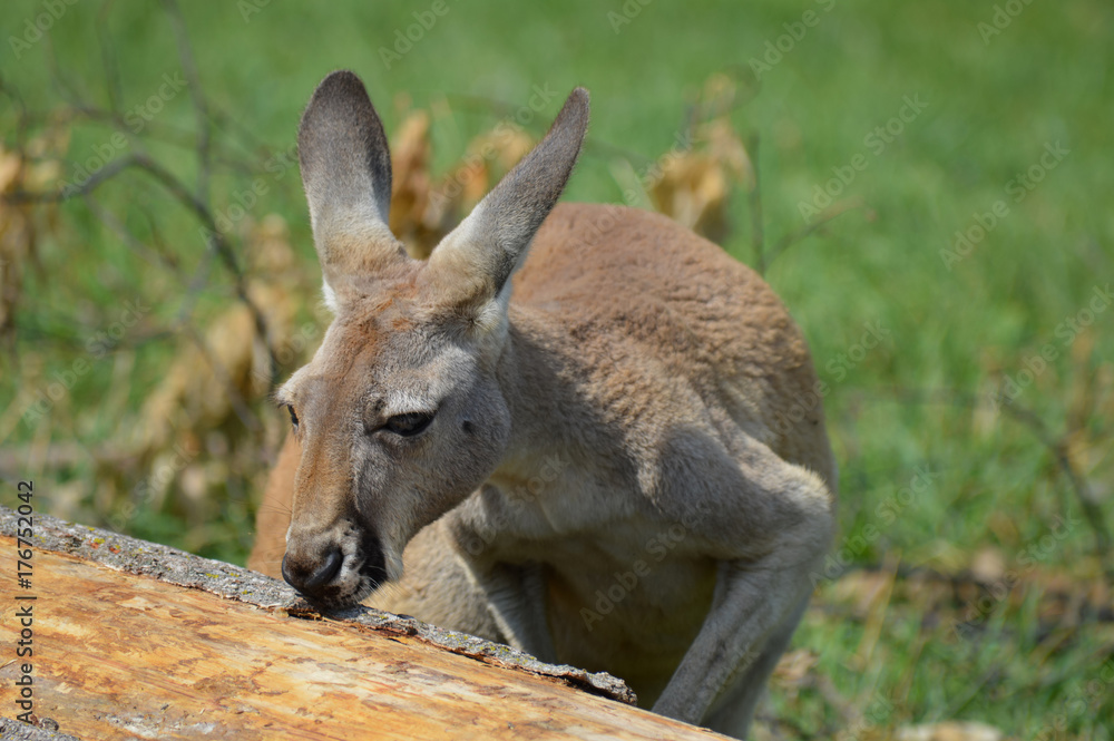 Kangaroo in the outdoors Kangaroo in the outdoors