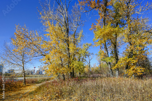 Autumn Leaves