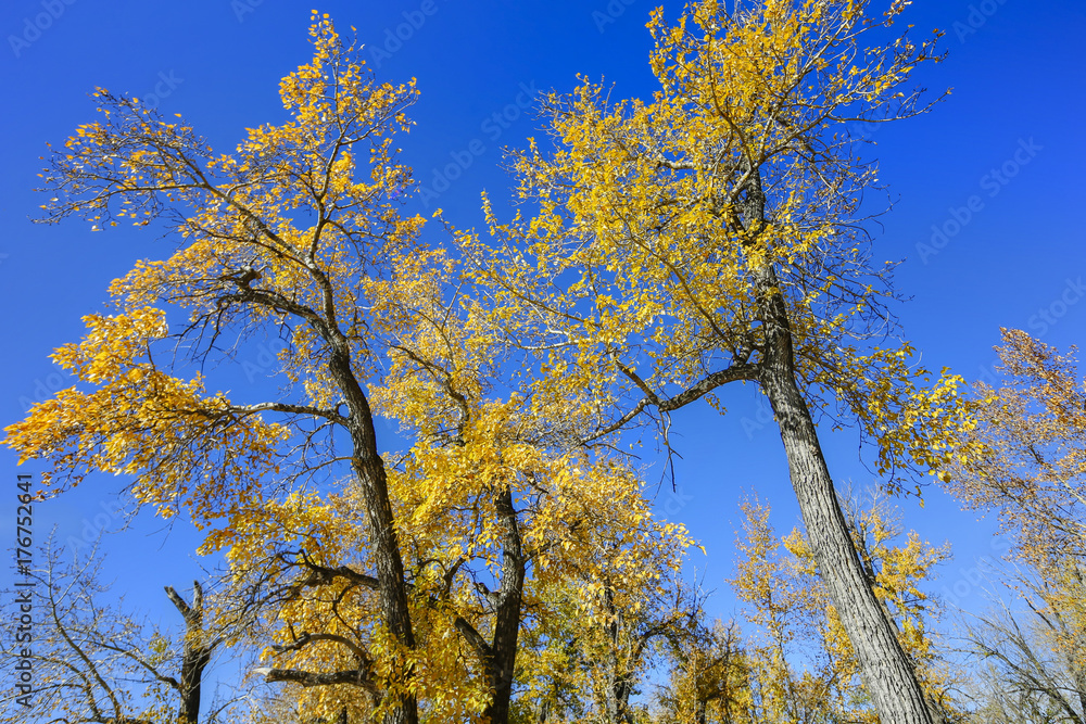 Fototapeta premium Autumn Leaves