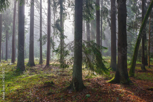 Fototapeta Naklejka Na Ścianę i Meble -  Coniferous trees against light of misty sunrise