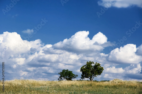 Two trees against blue sky with clouds