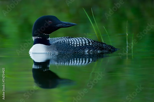 Common Loon Reflection