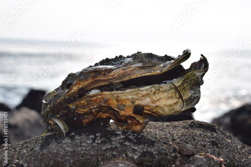 Oyster shell on a rock at the beach